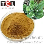 Ceterach Officinalis